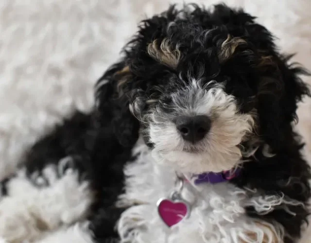Poodle filhote preto e branco tem a pelagem mais áspera e cachos mais longos