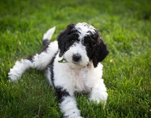 A mistura do Poodle Preto com o Old English Sheepdog gera um vira-lata peludinho e que não deixa de ser muito fofo