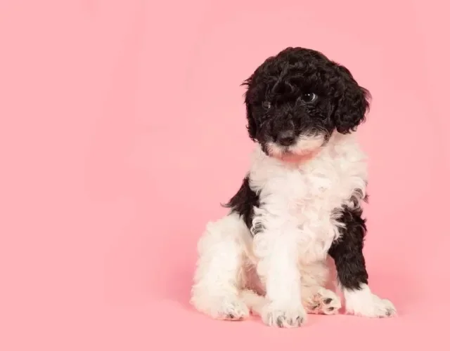 Poodle preto e branco filhote sempre será resultado de misturas inusitadas, ou seja, não é uma raça pura