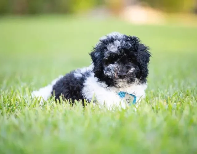 Poodle preto e branco filhote é mais raro