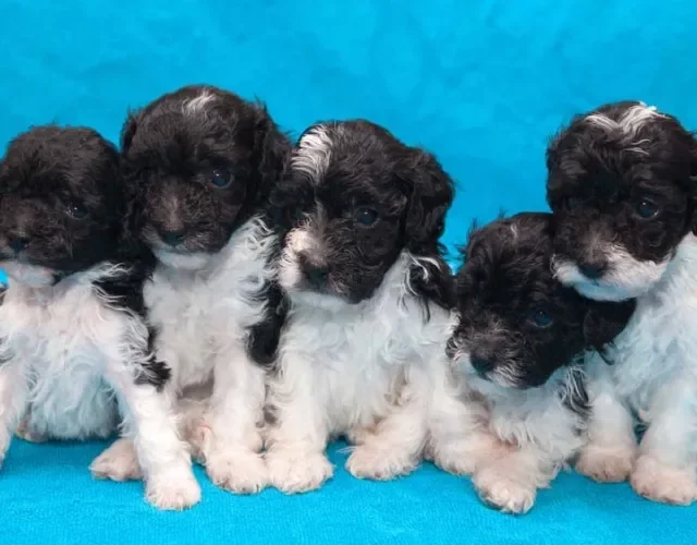 Poodle preto e branco filhote não é uma cor reconhecida oficialmente