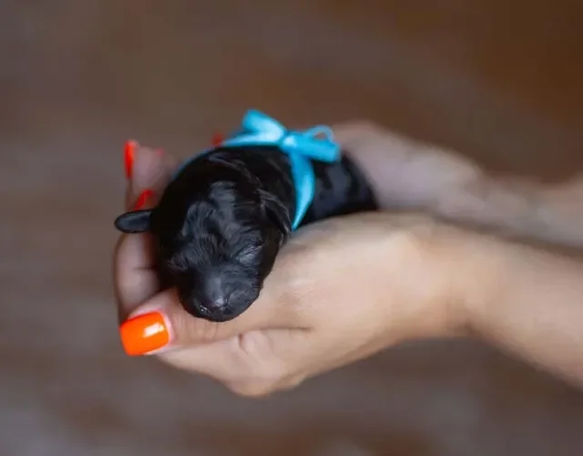 O filhote de Poodle preto recém-nascido cabe na palma da mão