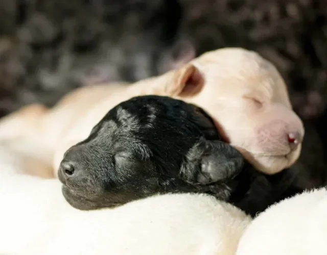 Poodle preto e branco filhote: uma mesma ninhada pode ter filhotes de cores diferentes, dependendo da pelagem dos pais