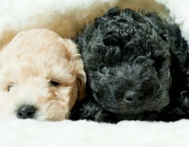 Poodle filhote preto: raça é muito companheira e apegada à família
