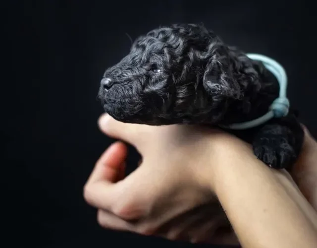 O filhote de Poodle preto, assim como qualquer outro, precisa de alguns cuidados nas primeiras semanas de vida