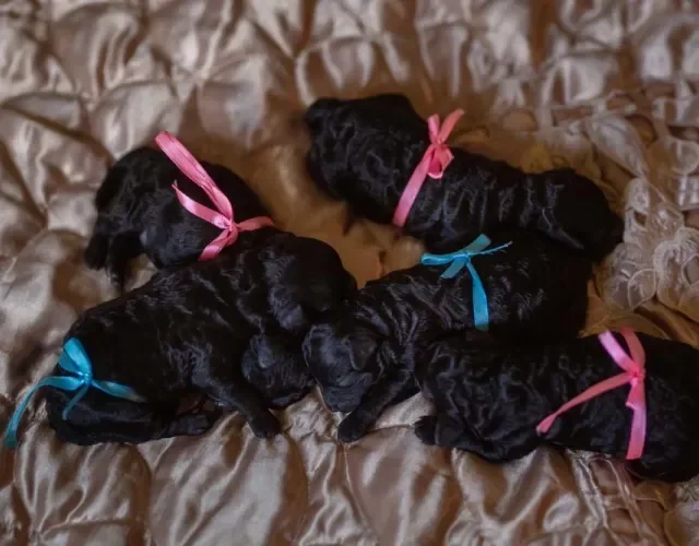 Uma ninhada cheia de filhote de Poodle preto é mais rara