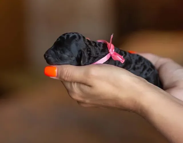 Filhote: Poodle preto nasce com os pelos lisinhos, que só começam a encoracolar á medida que ele vai crescendo