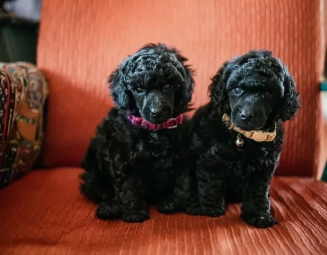 Filhote de poodle preto é sinônimo de fofura
