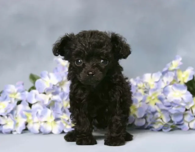 Filhote de poodle preto: pelo liso ou encarolado, é impossível não se apaixonar por ele