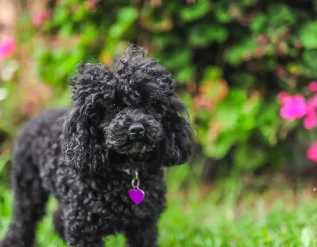 Filhote: poodle preto precisa de cuidados com a pelagem