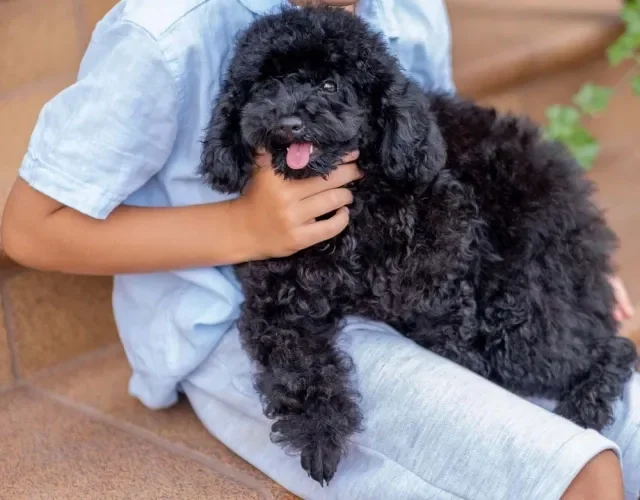 Poodle preto filhote ama chamegos e carinhos