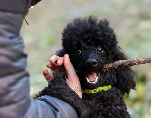 Poodle filhote preto fica uma graça