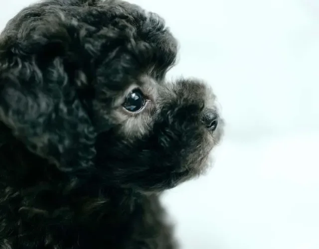 Filhote de poodle preto é uma fofura em qualquer ângulo