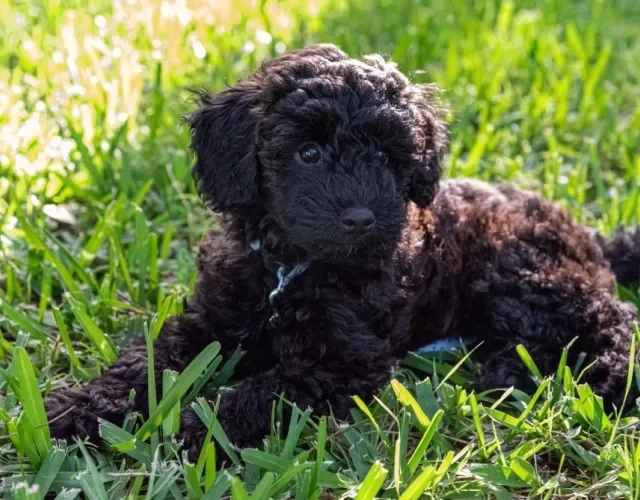 Tirar foto de filhote de poodle preto no quintal é um ótimo cenário!