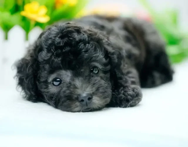 O Poodle preto filhote é muito amável