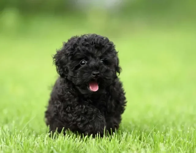 Na hora de comprar Poodle preto filhote, busque canis e criadores certificados