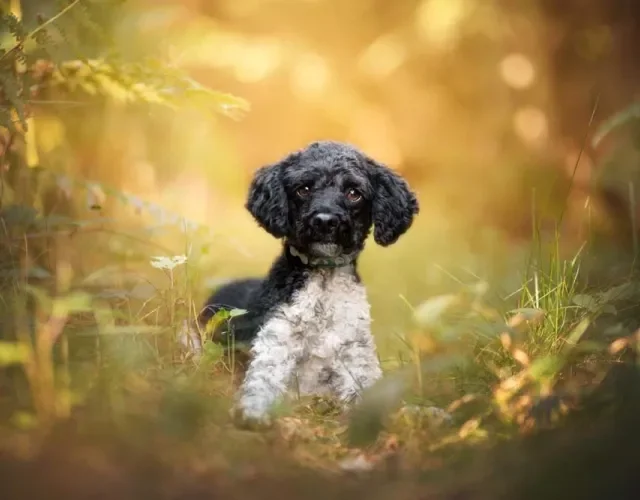 Poodle preto e branco filhote não é reconhecido oficialmente, mas não deixa de ser uma fofura