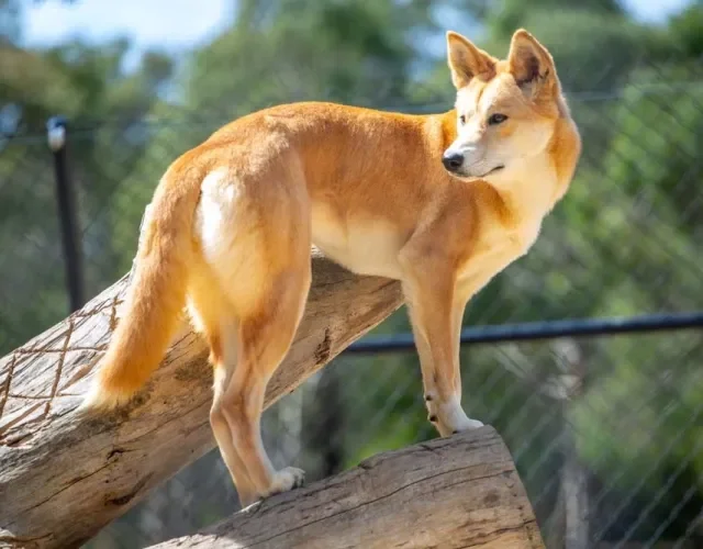 O cachorro selvagem australiano é conhecido por comer gado e atacar plantações