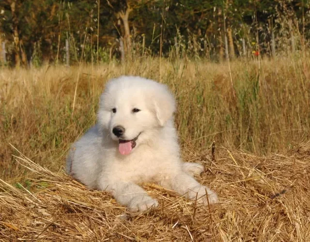 A raça de cachorro Pastor Maremano precisa ser adestrada desde cedo
