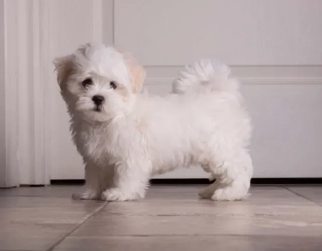 Shih Tzu: cores sólidas podem aparecer, como é o caso do Shih Tzu branco
