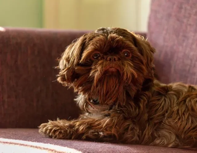 Outro exemplo de cores de Shih Tzu sólidas é o fígado ou marrom