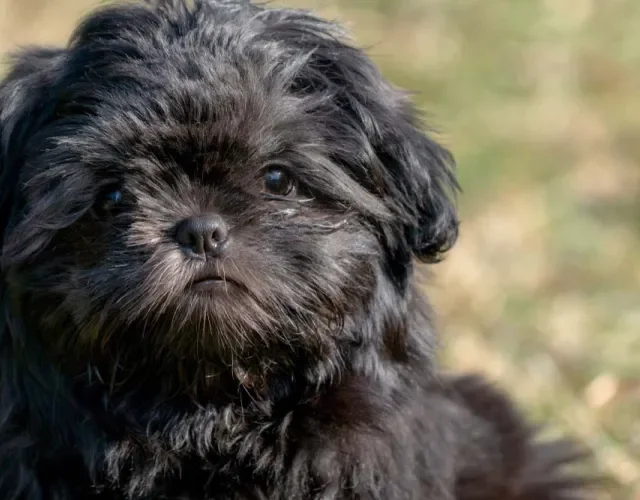 Shih Tzu: cores raras, como o preto, é uma possibilidade