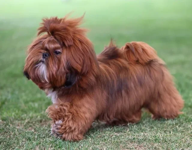 Dentre as opções sólidas de cores, Shih Tzu vermelho traz um tom mais vívido