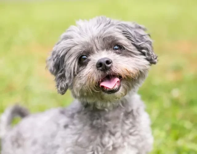 As cores de cachorro Shih Tzu têm variações do cinza