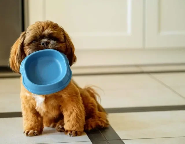O Shih Tzu dourado normalmente tem manchas brancas