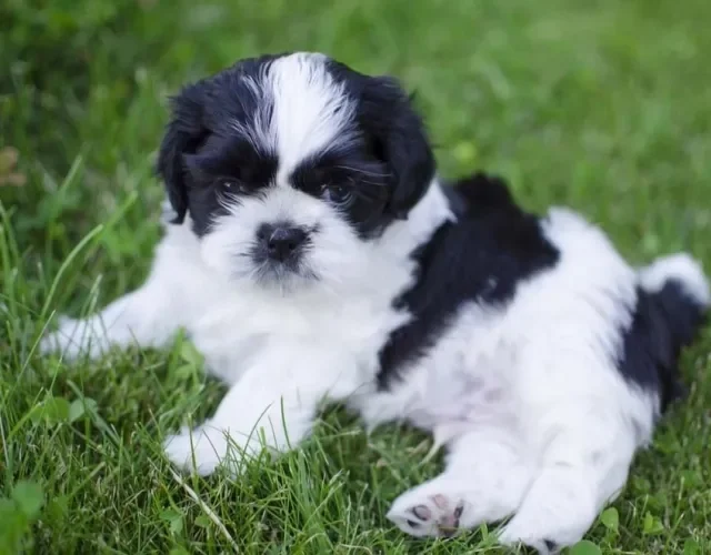 As cores do Shih Tzu mescladas podem formar diversos padrões, como o preto e branco