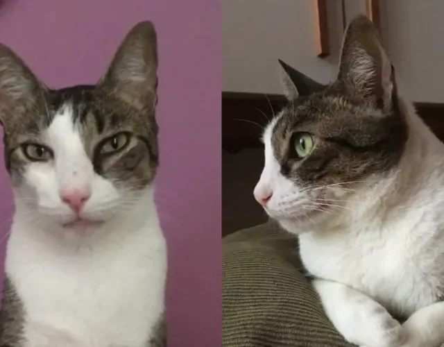 Nomes para gatas: a Mia, quando foi adotada, miava demais! Não tinha outro jeito, sua dona decidiu e esse se tornou o nome dela, Mia D+!