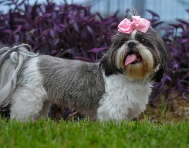 As cores do Shih Tzu cinza e branco também são comuns