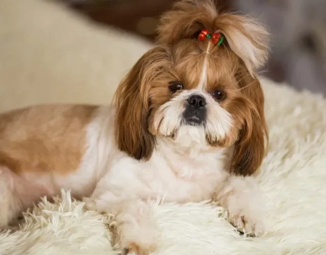 A cor de Shih Tzu mais procurada é a combinação de branco com marrom (fígado)