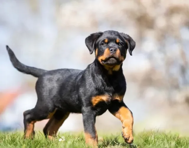 Rottweiler Alemão tem corpo robusto e musculoso