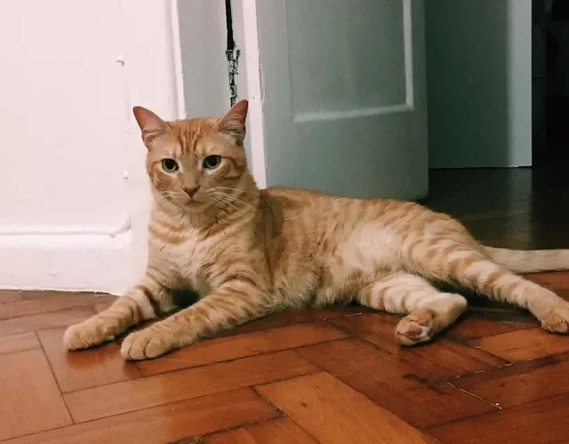 Nomes de gatos: Terça-Feira é o nome desse rapaz bonitão da foto! São sete dias na semana, então pode usar da criatividade para chamar o seu bichano!