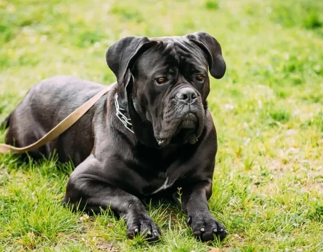 O Cane Corso é um cachorro grande preto que é muito amoroso com a família