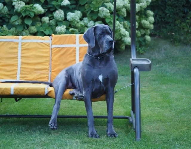 O tamanho de um Dogue Alemão pode surpreender muitas pessoas
