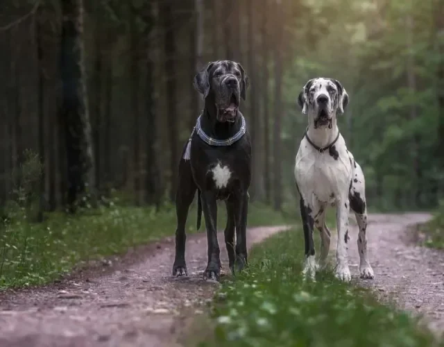 O Dogue Alemão tem um corpo bem forte e musculoso coberto por cores diversas