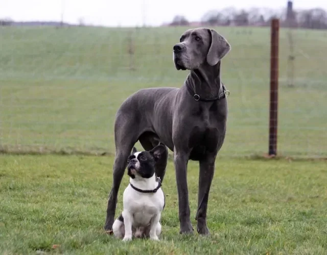 A diferença de tamanho entre um Dogue Alemão e um cão menor, como Bulldog, é gigante