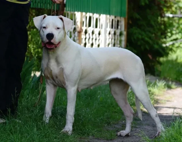 Para fechar a lista de cachorros gigantes, não poderia faltar o Dogo Argentino branco!