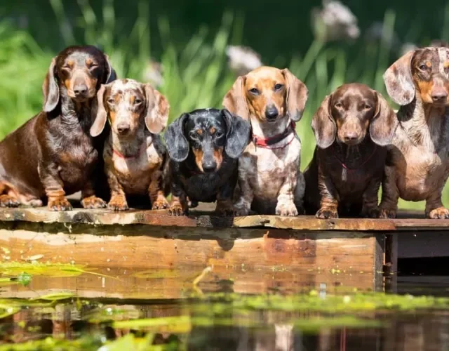 Vários cachorros Dachshund juntos de diferentes cores e tamanhos