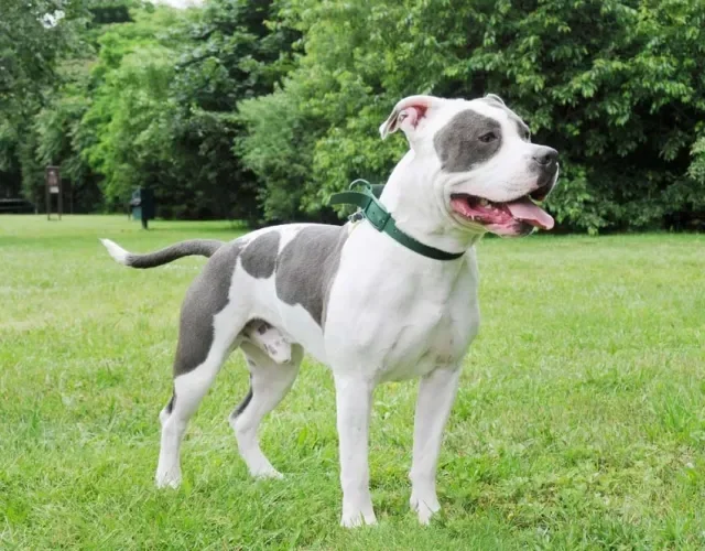 American Bully brincando ao ar livre