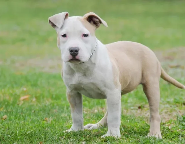 American Bully filhote ao ar livre