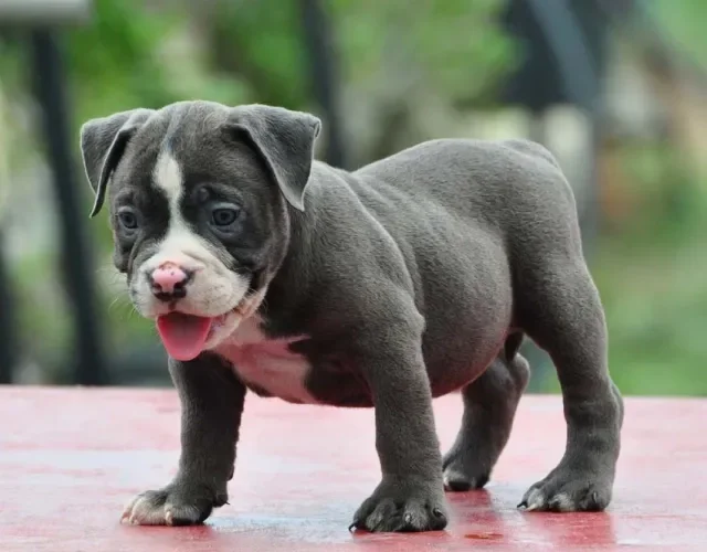 Filhote de American Bully em pé com a boca aberta