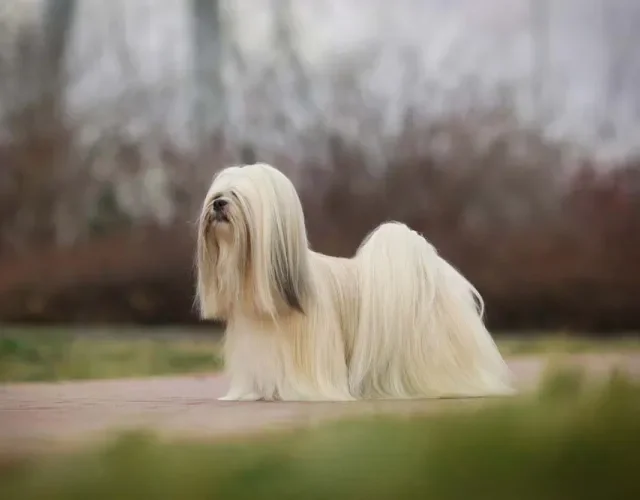 Lhasa Apso: personalidade é marcada por um comportamento dominante