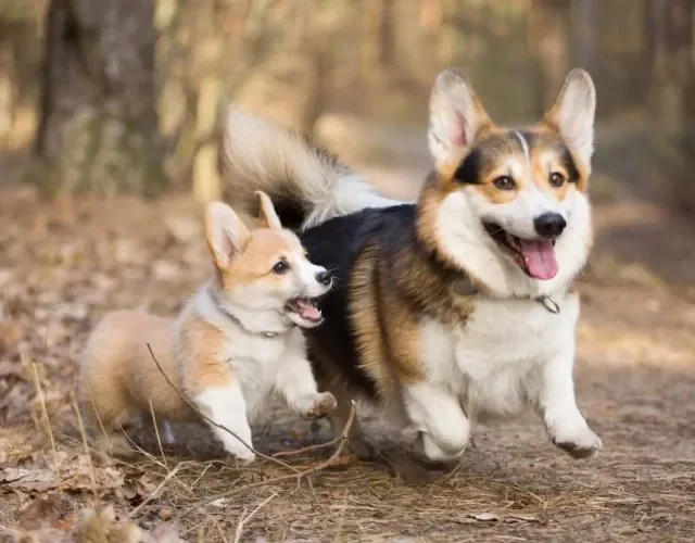 Os diferentes tipos de Corgi são de apaixonar qualquer pessoa