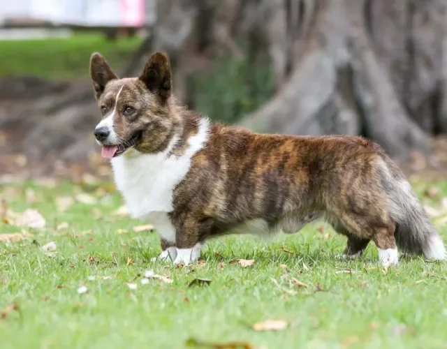 Raça Corgi: cachorro com pelagem tigrada é uma possibilidade