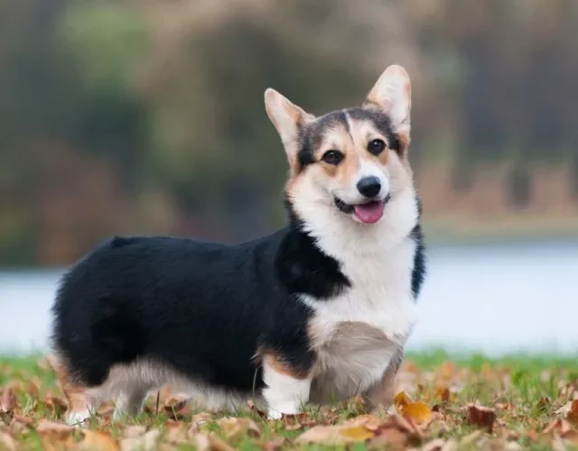 O Corgi preto é mais raro, mas igualmente encantador