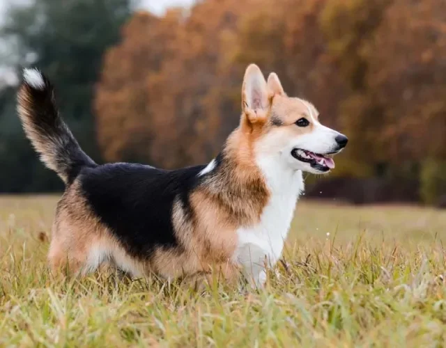 O cachorro Welsh Corgi tem o corpo compacto e pernas curtas
