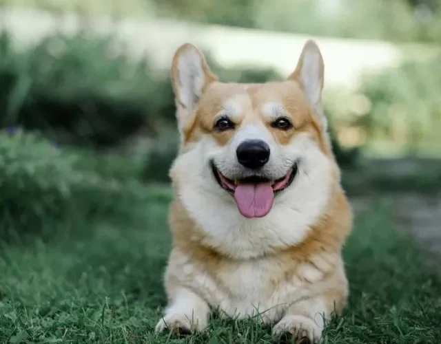 O Corgi é um cachorro parceiro e bem humorado